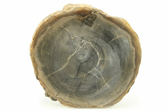 Polished Petrified Wood Round - Sweet Home, Oregon #282939